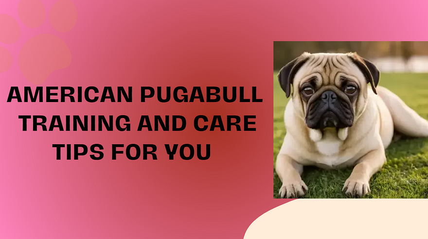 American Pugabull: Training and Care Tips
