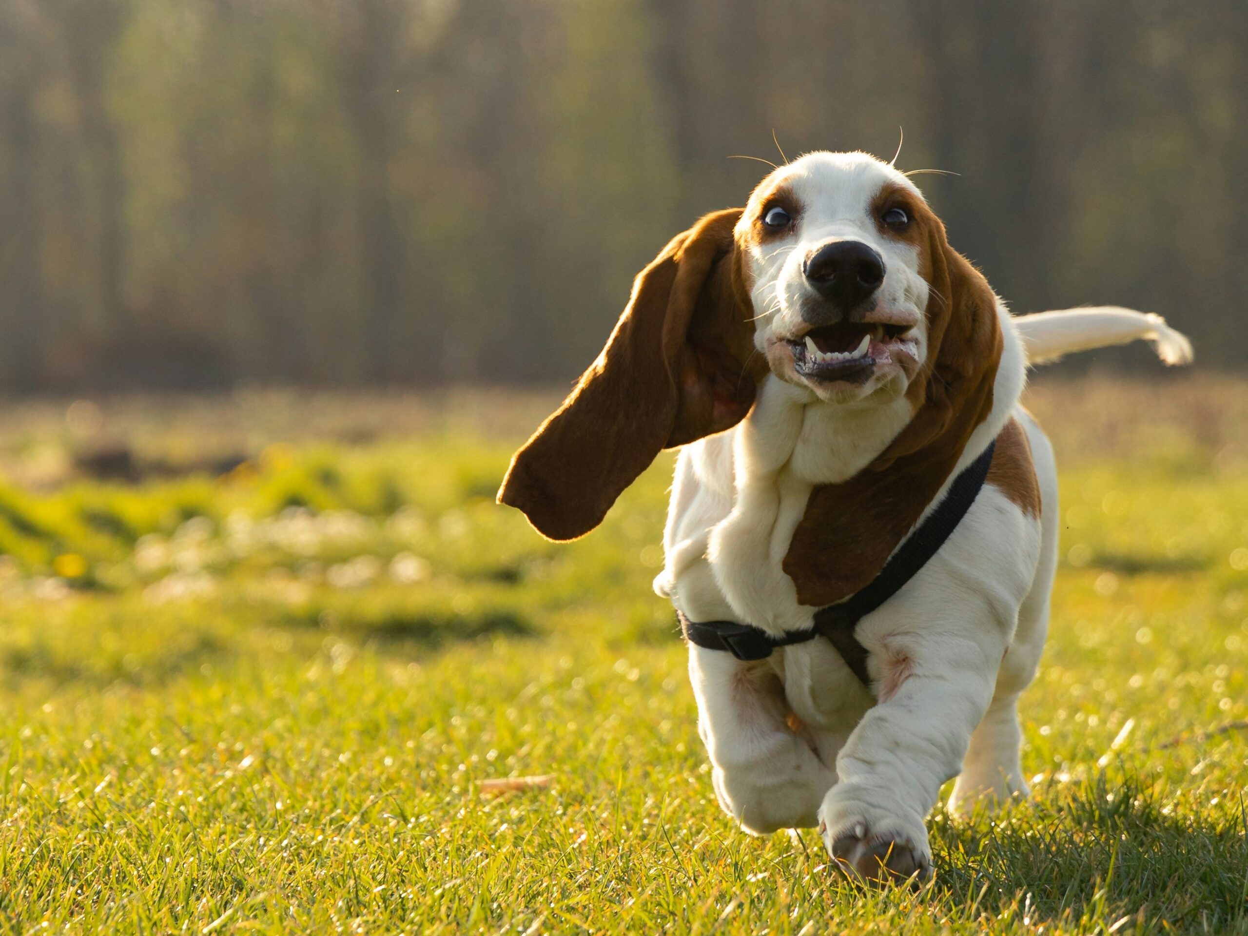 #Basset_Hounds #DogBreeds #PetLovers #FamilyPets #EmotionalSupportAnimals #LoyalDogs #DogCompanions #StressReliefPets #KidsAndPets #PetTherapy #DogLove