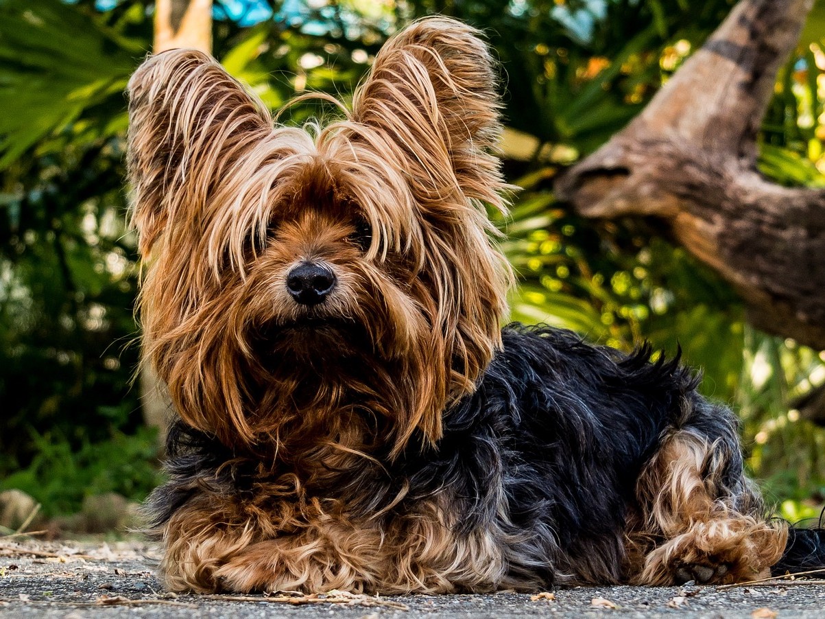 #Yorkshire_Terriers #DogBreeds #PetLovers #FamilyPets #EmotionalSupportAnimals #LoyalDogs #DogCompanions #StressReliefPets #KidsAndPets #PetTherapy #DogLove