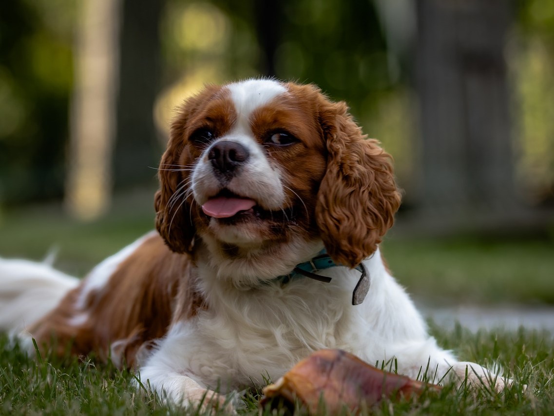 #Cavalier_King_Charles_Spaniels #DogBreeds #PetLovers #FamilyPets #EmotionalSupportAnimals #LoyalDogs #DogCompanions #StressReliefPets #KidsAndPets #PetTherapy #DogLove