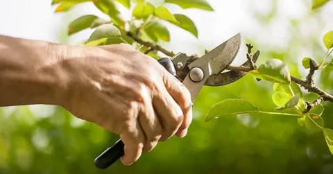 Tree Trimming