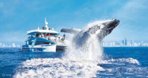 Whale watching tour