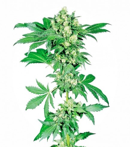 cannabis seeds for sale