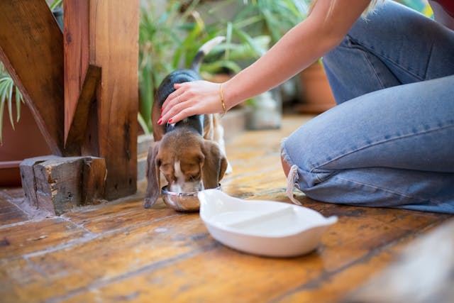 First Aid Tips Every Dog