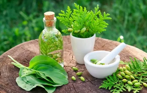 Herbal Medicine Melbourne