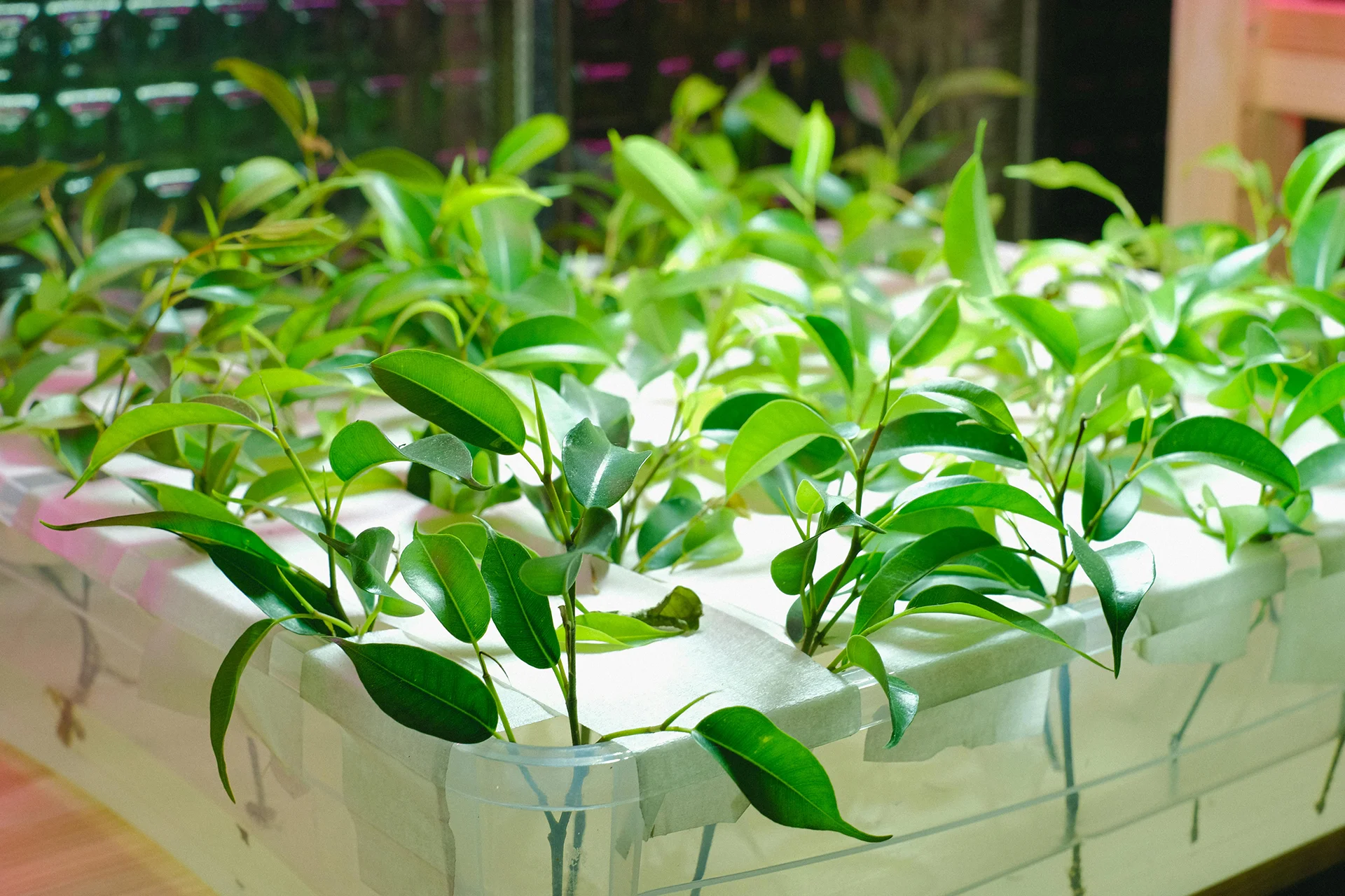 hydroponic farms