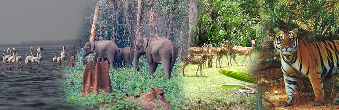 Odisha Eco Tourism