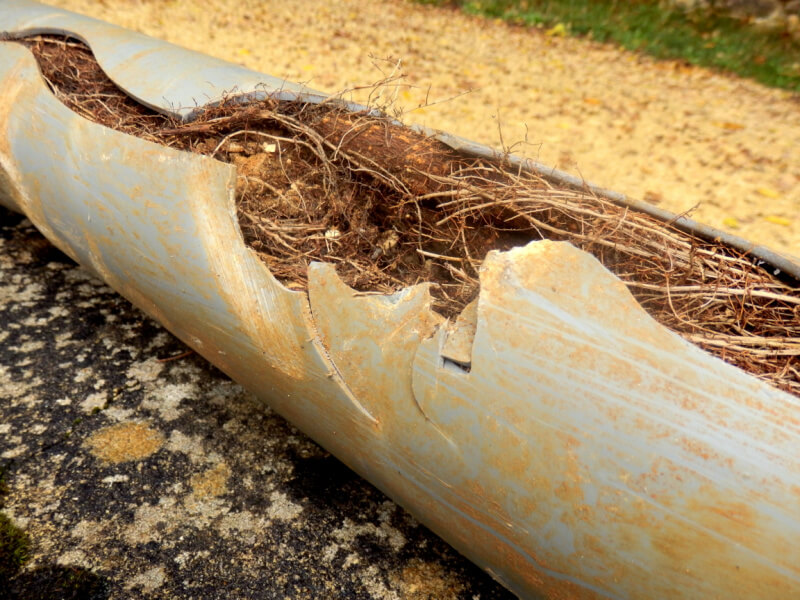 tree root ingress Romsey