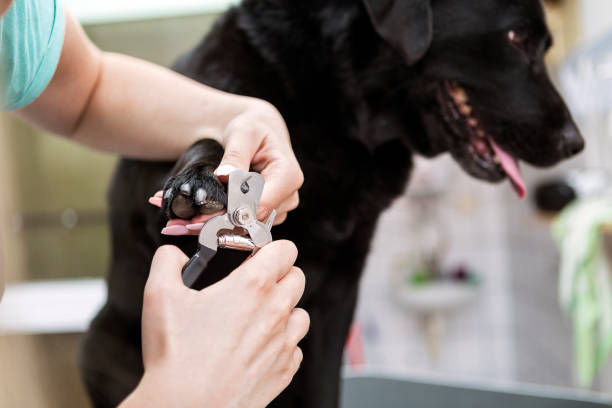 dog nail trim