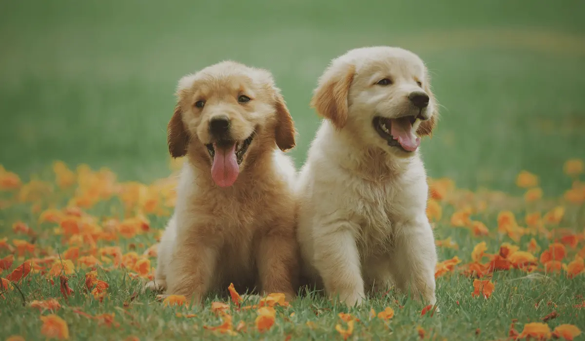 Labrador Retriever puppy