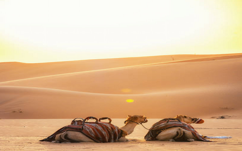 The Ultimate Desert Adventure