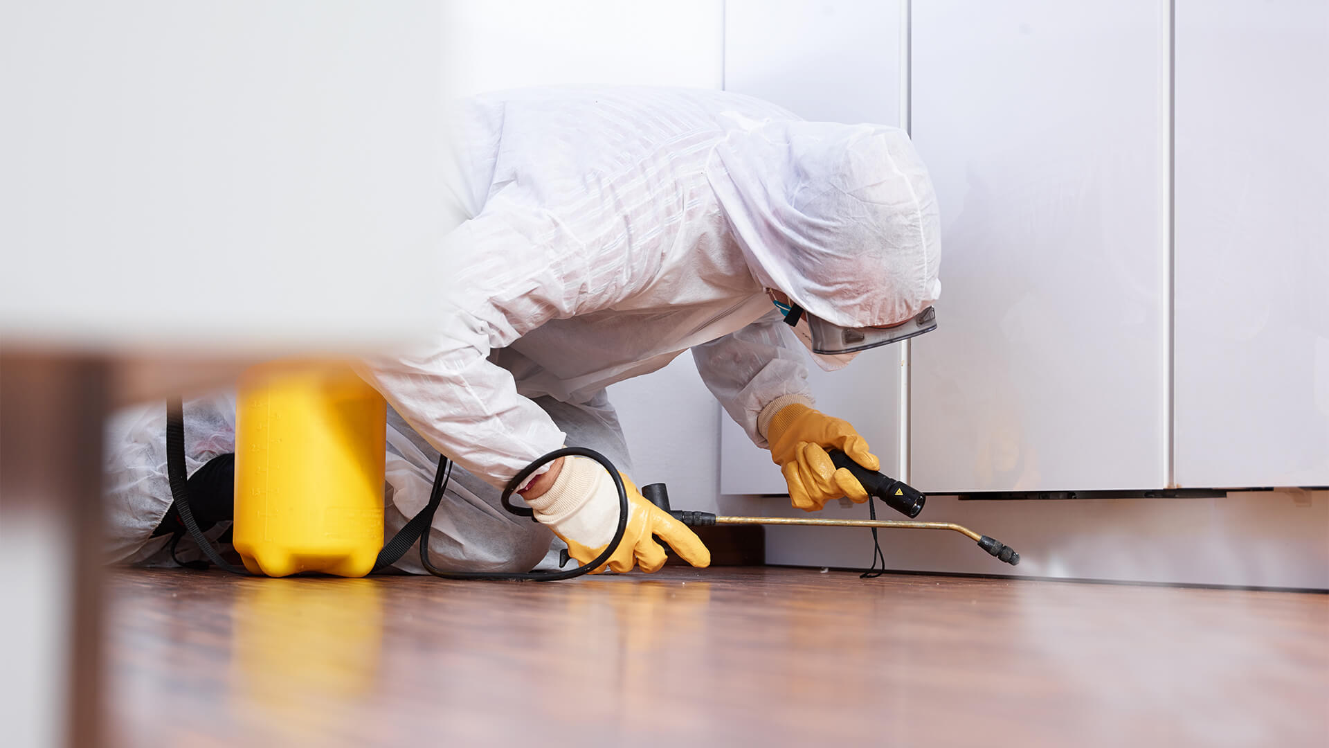 Why Brisbane Homes Are at Higher Risk for Rat Infestations