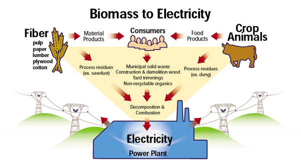 Biomass Electricity Market