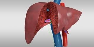 Liver Transplant Social Security Disability