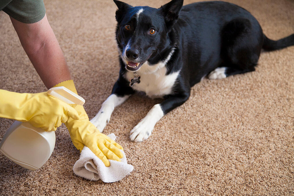 pet stain odor removal near me