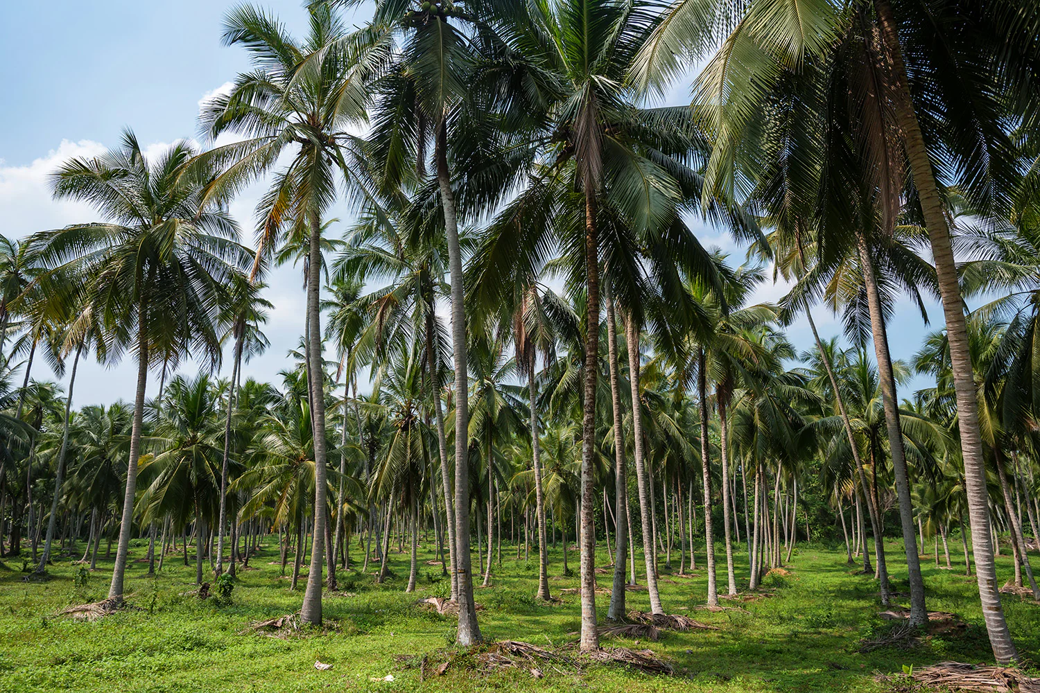 coconut farming