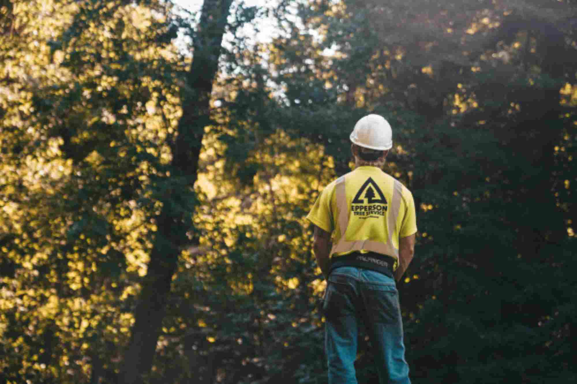 tree maintenance service