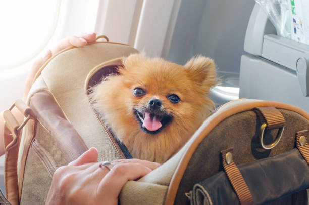 pet sling carrier