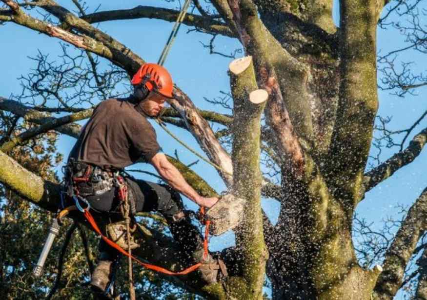 affordable tree care