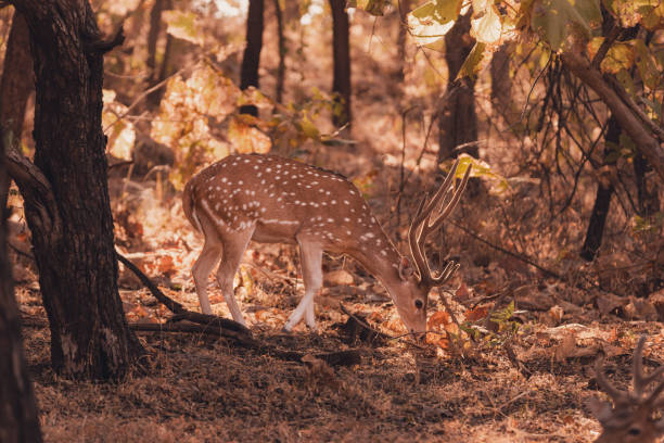 gujarat wildlife tour