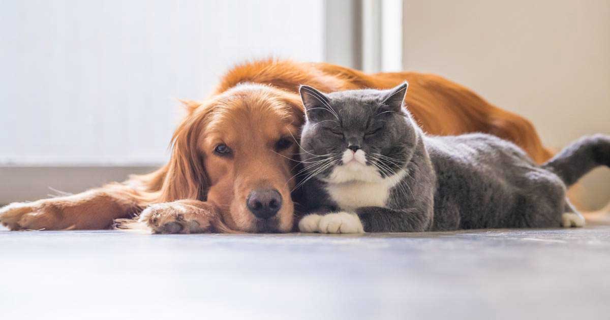 pet care