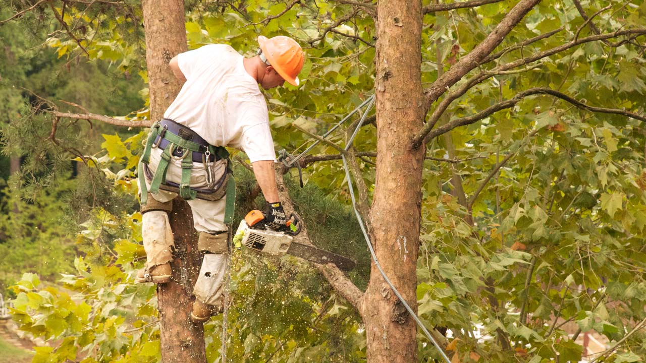 Tree Surgeon Swindon