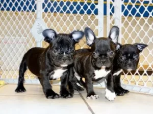 French Bulldog & Frenchie Puppies for Sale1