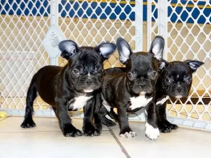 French Bulldog & Frenchie Puppies for Sale1