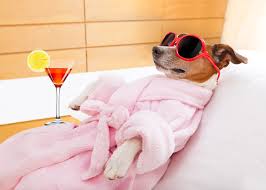 Toronto pet spa