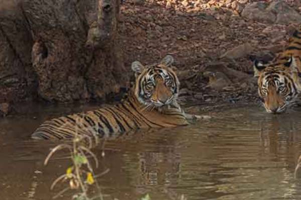 Tiger Safari Ranthambore