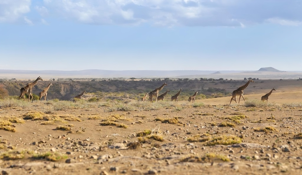 Cool Dry Season Safaris