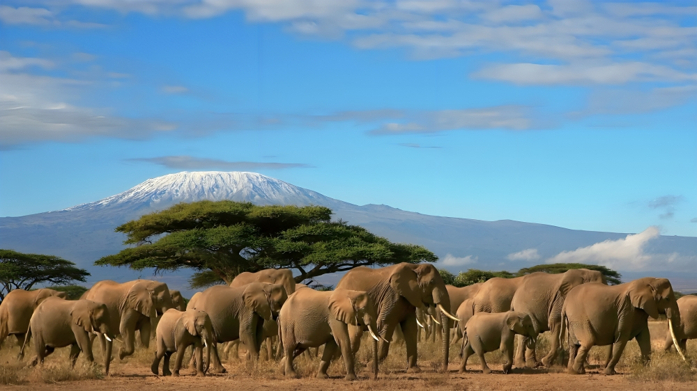 Amboseli National Park