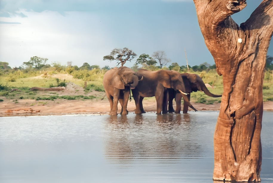 Hwange National Park