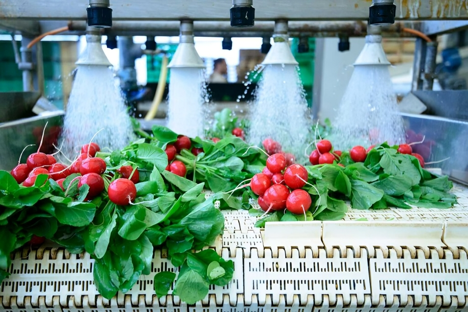 Water and Food Safety