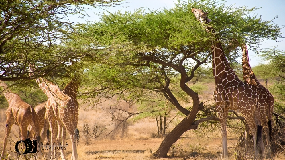 Samburu National Reserve