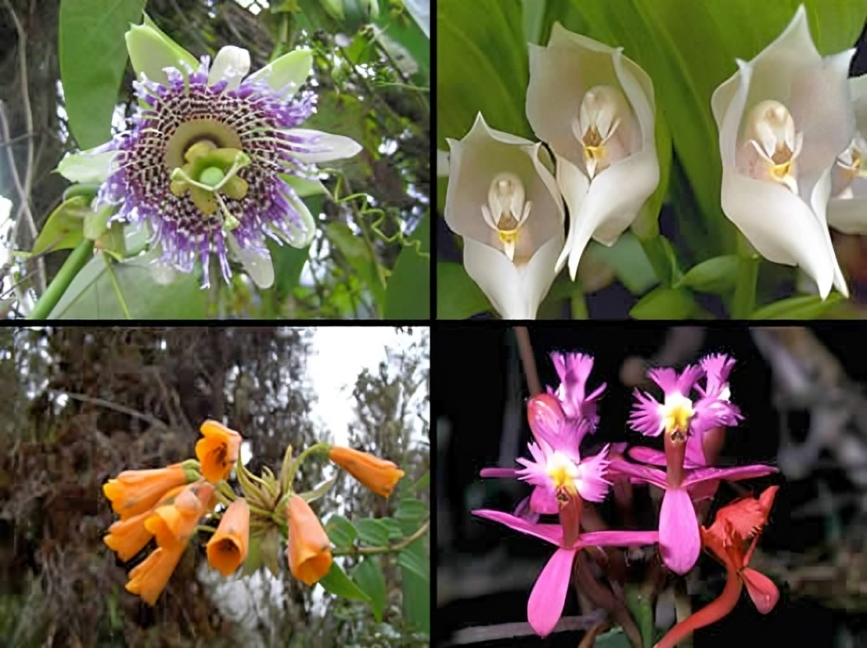 Eastern Highlands – Flora, Fauna, and Forest Spirits