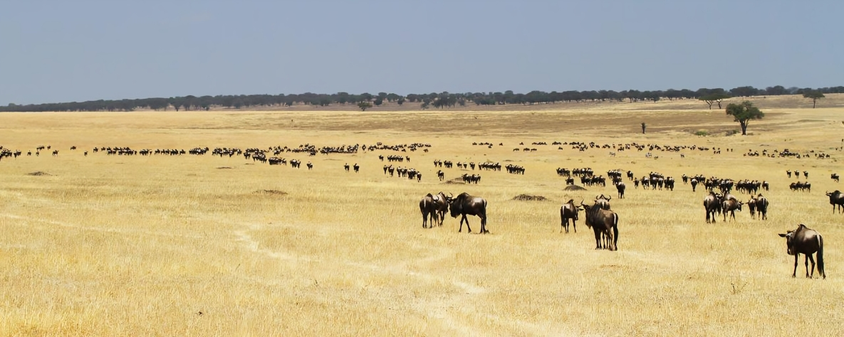 Dry Season Safaris