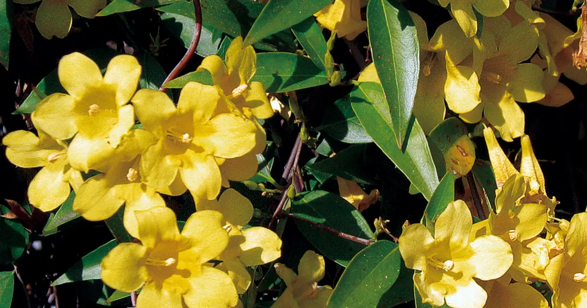 Yellow Carolina Jessamine