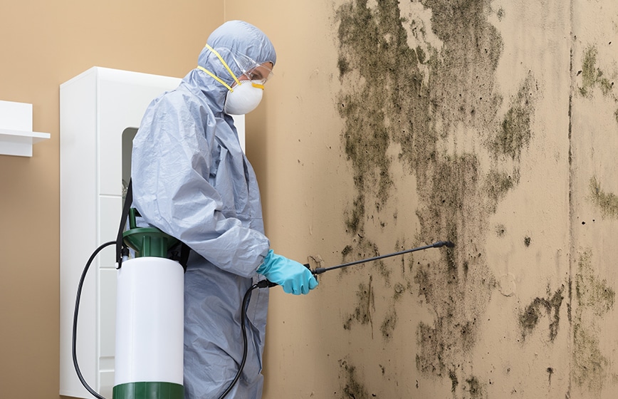 Mold Removal Service in Commerce