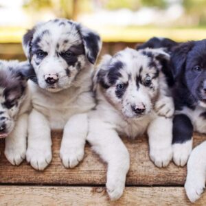 golden retriever breeders in nj