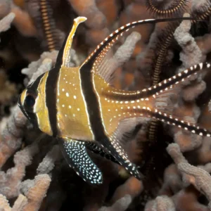 Cardinal Fish For Sale