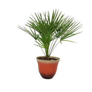 Adansonia grandidieri dubai