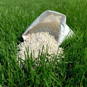 Berseem Forage Cultivation