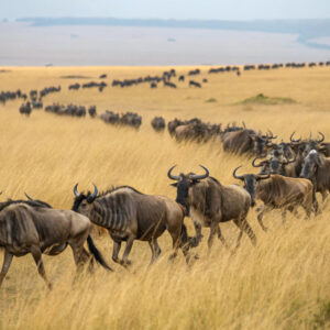 Wildebeest Migration Tanzania
