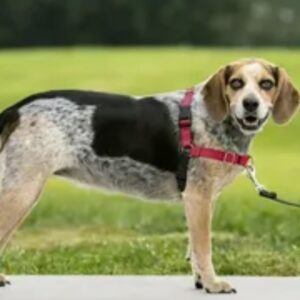 easy walk harness