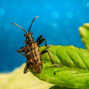 Close-up of a brown and black beetle on a green leaf with a bright blue background, representing pest activity commonly managed by Waco Pest Control services.