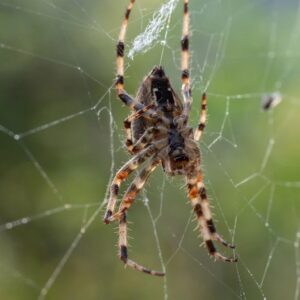 Spider Control Melbourne