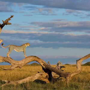 kenya safari amboseli