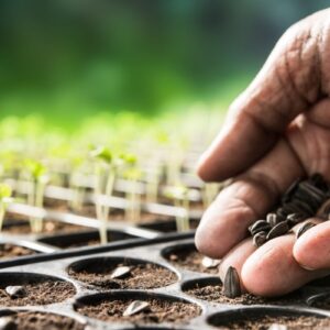 How Can Nationwide Support Improve Seed Processing Results?