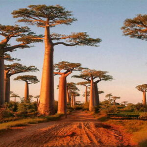 Entry Rules for Madagascar Travelers